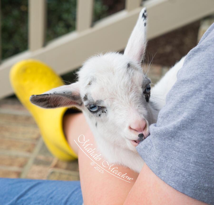 SABINE WREN, Nigerian Dwarf Doe, Dairy Goat.
