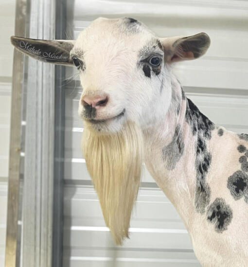 Nigerian Dwarf Doe, Cressie, Forest Dwarf