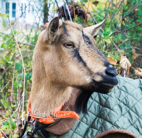 Nigerian Dwarf Doe, Cressie, Forest Dwarf