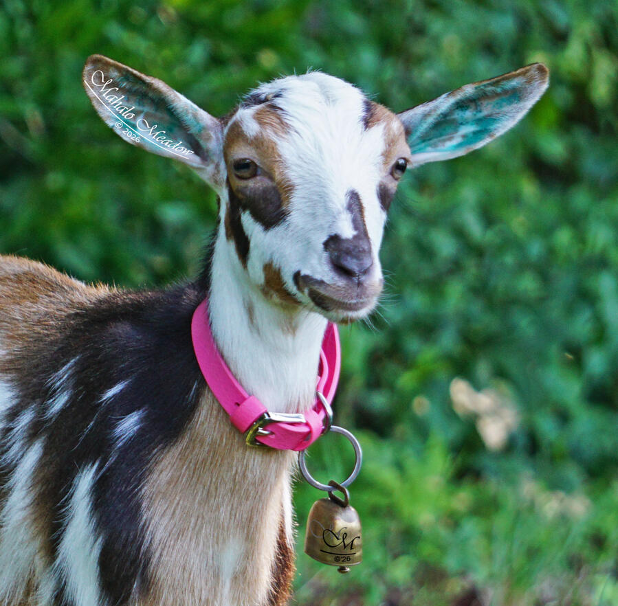 SABINE WREN, Nigerian Dwarf Doe, Dairy Goat.