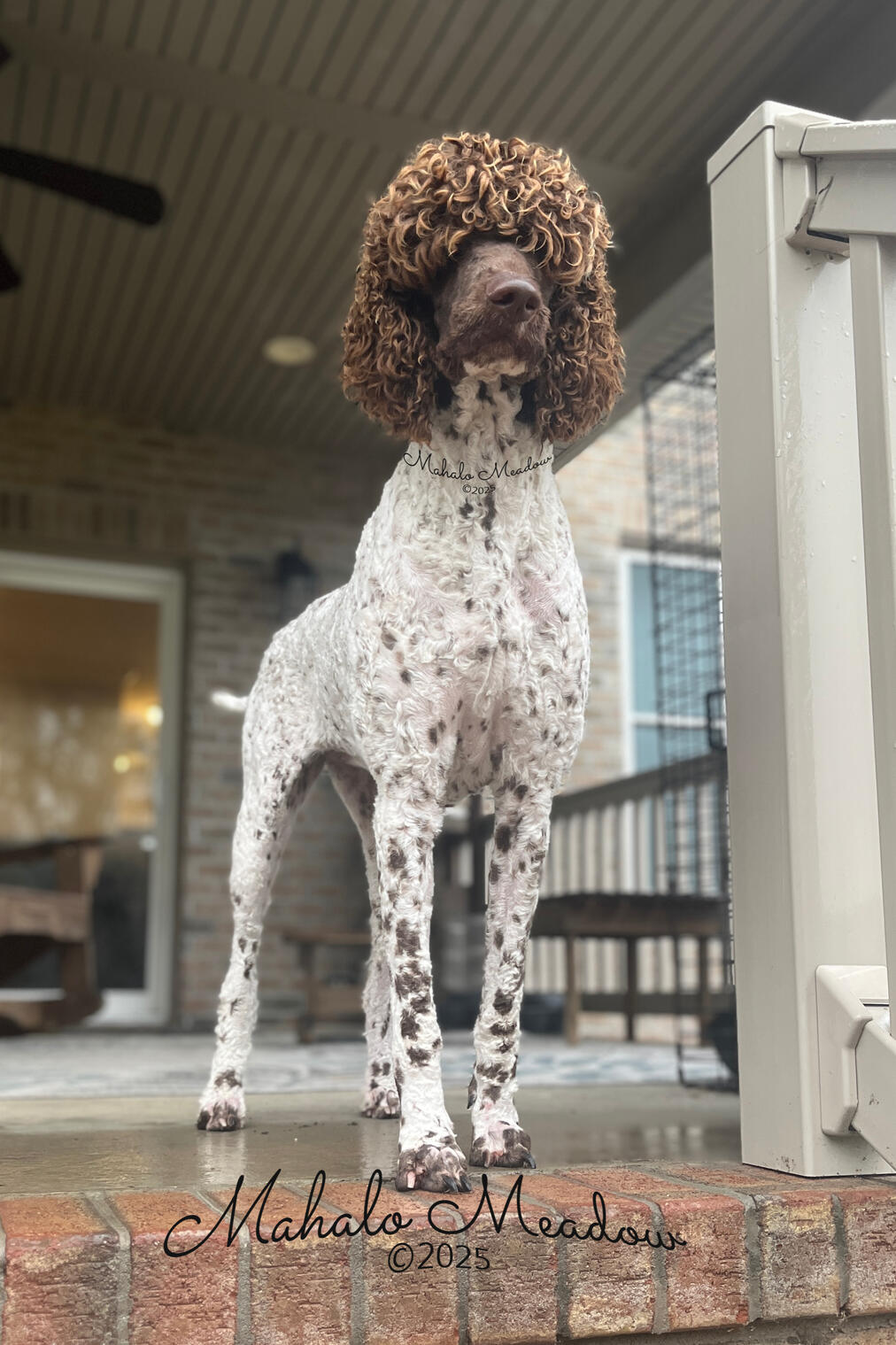 Nigerian Dwarf Doe, Cressie, Forest Dwarf