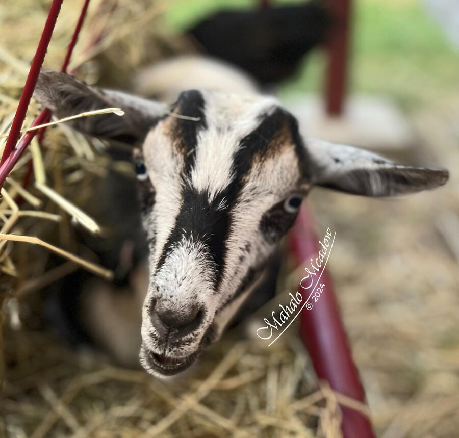 SHAAK-TI, Nigerian Dwarf Doe, Dairy Goat.