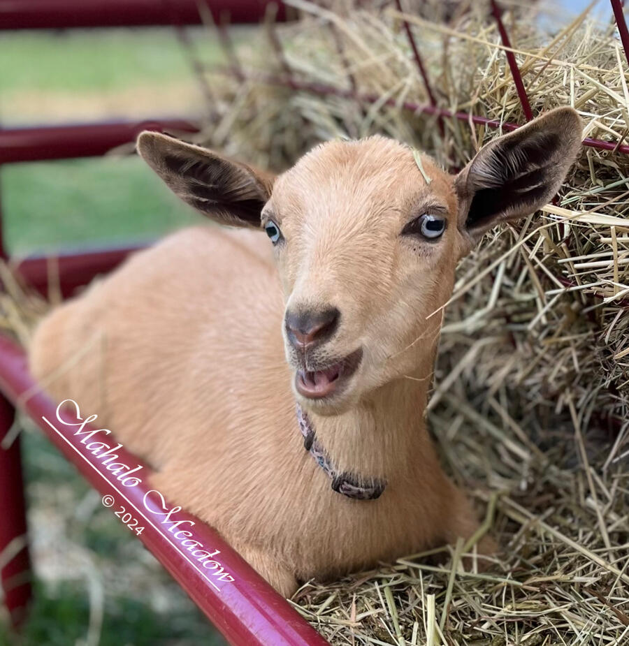 HERA SYNDULA, Nigerian Dwarf Doe, Dairy Goat.
