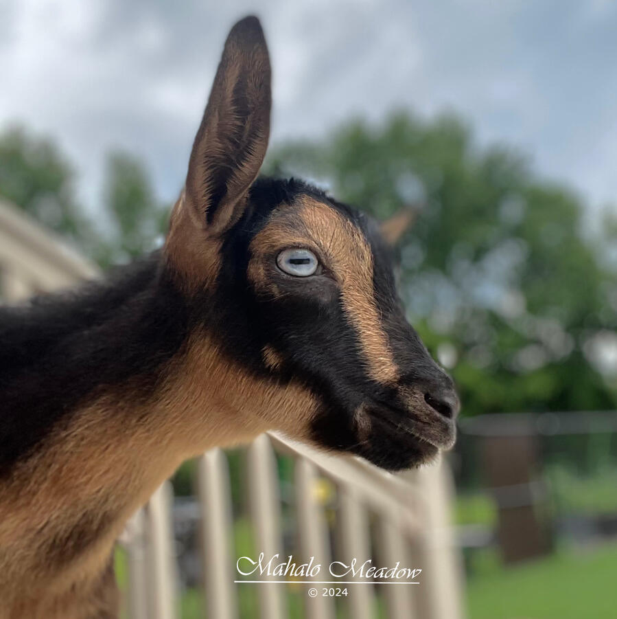 CARA DUNE, Nigerian Dwarf Doe, Dairy Goat.