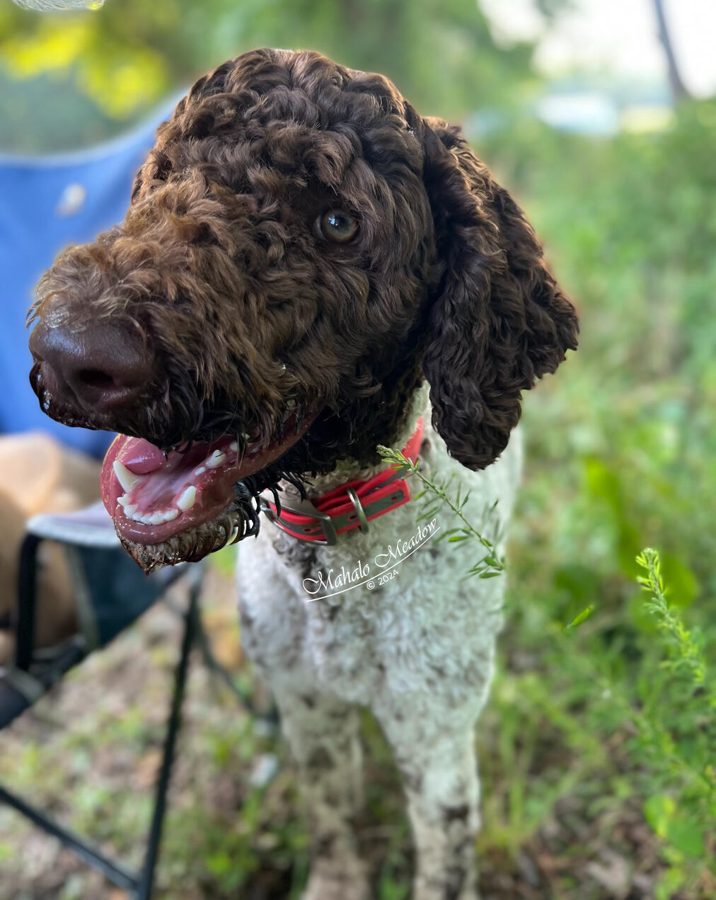 Nigerian Dwarf Doe, Cressie, Forest Dwarf