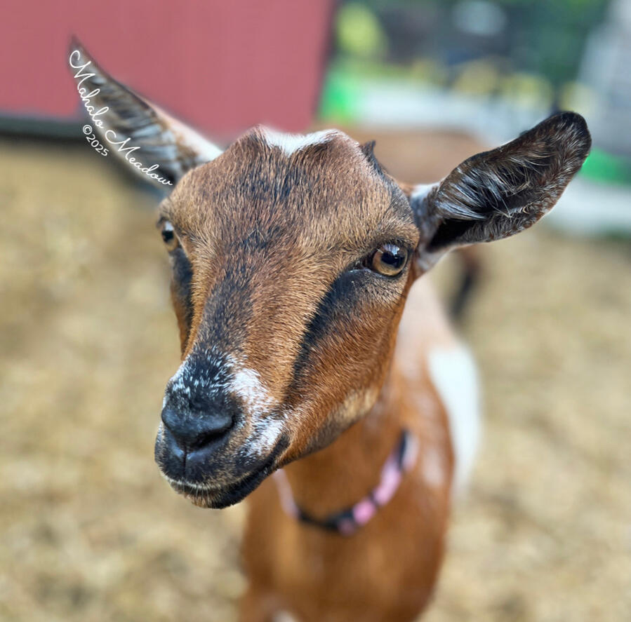 FENNEC SHAND, Nigerian Dwarf Doe, Dairy Goat.