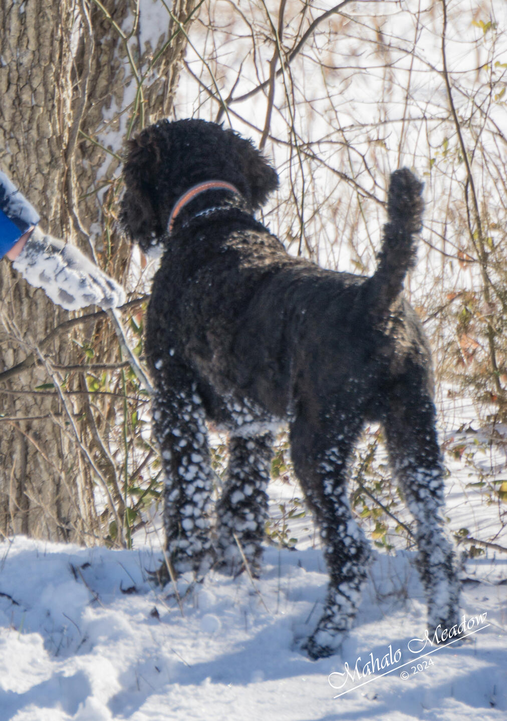 Nigerian Dwarf Doe, Cressie, Forest Dwarf
