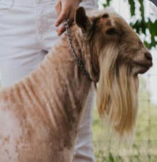 Nigerian Dwarf Doe, Cressie, Forest Dwarf