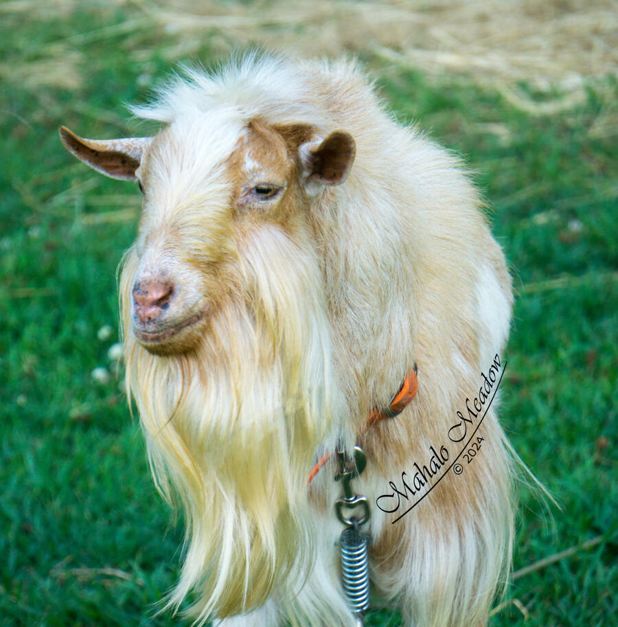 FENNEC SHAND, Nigerian Dwarf Doe, Dairy Goat.