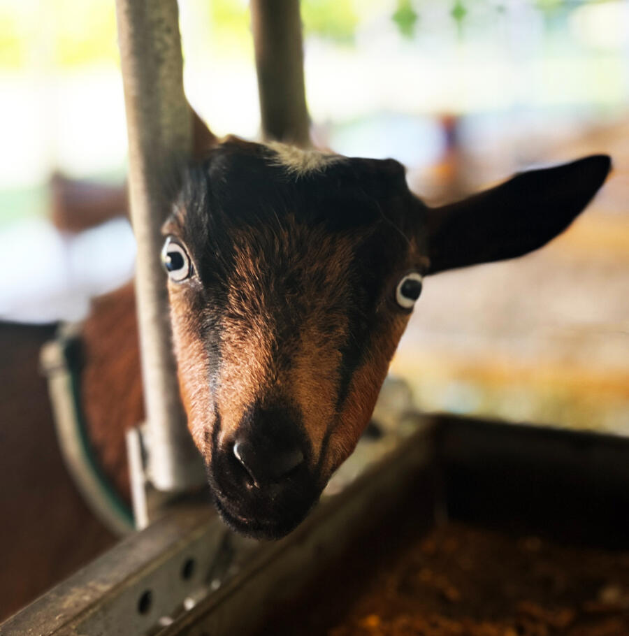 FENNEC SHAND, Nigerian Dwarf Doe, Dairy Goat.