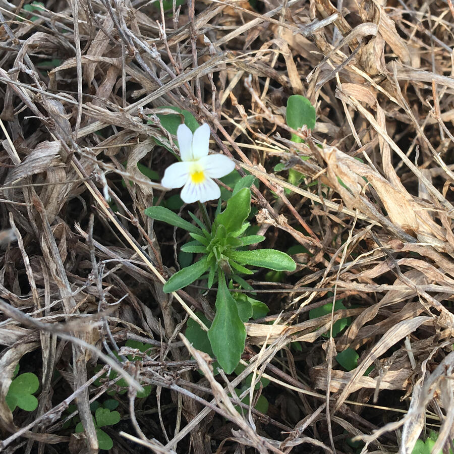 FENNEC SHAND, Nigerian Dwarf Doe, Dairy Goat.