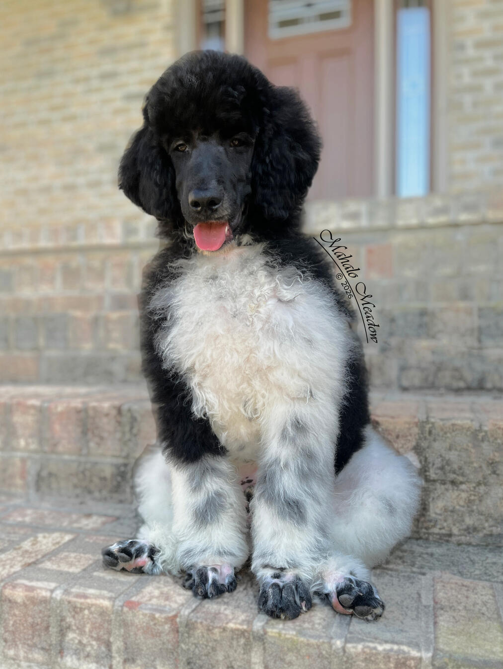 Nigerian Dwarf Doe, Cressie, Forest Dwarf