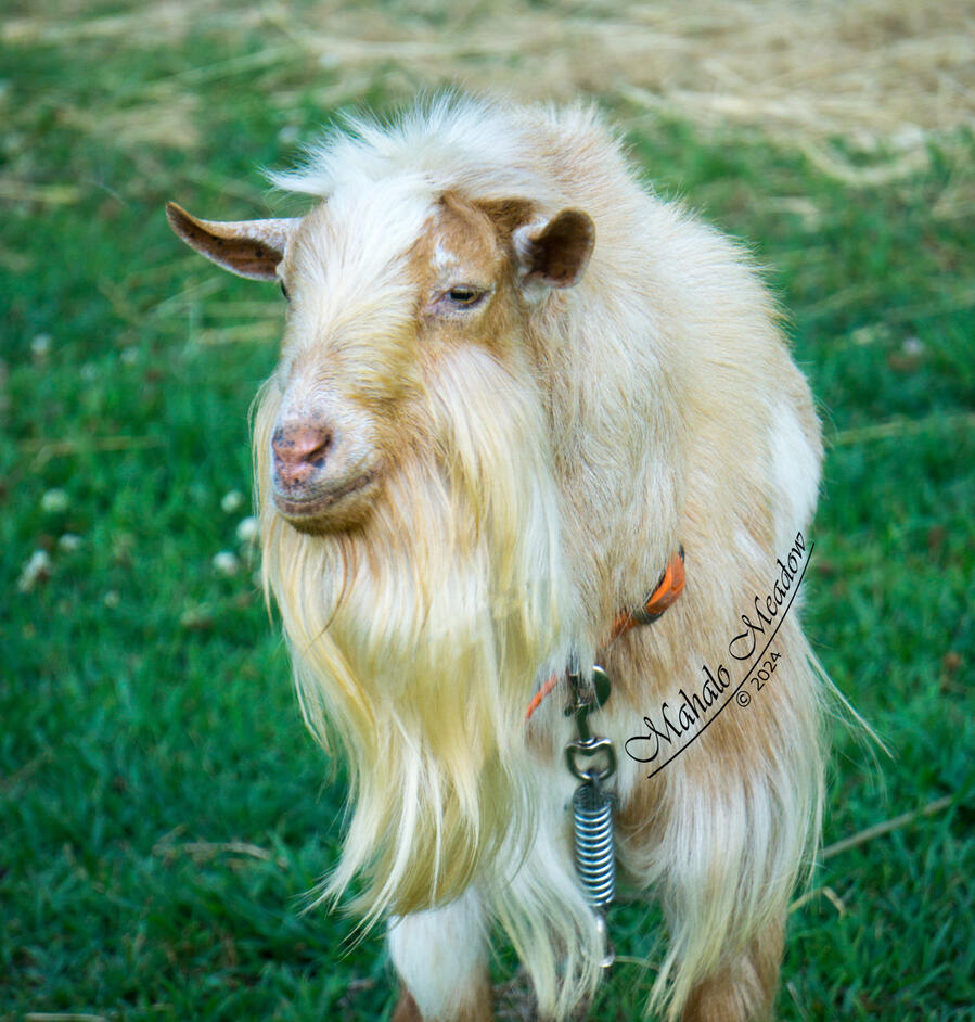 SABINE WREN, Nigerian Dwarf Doe, Dairy Goat.