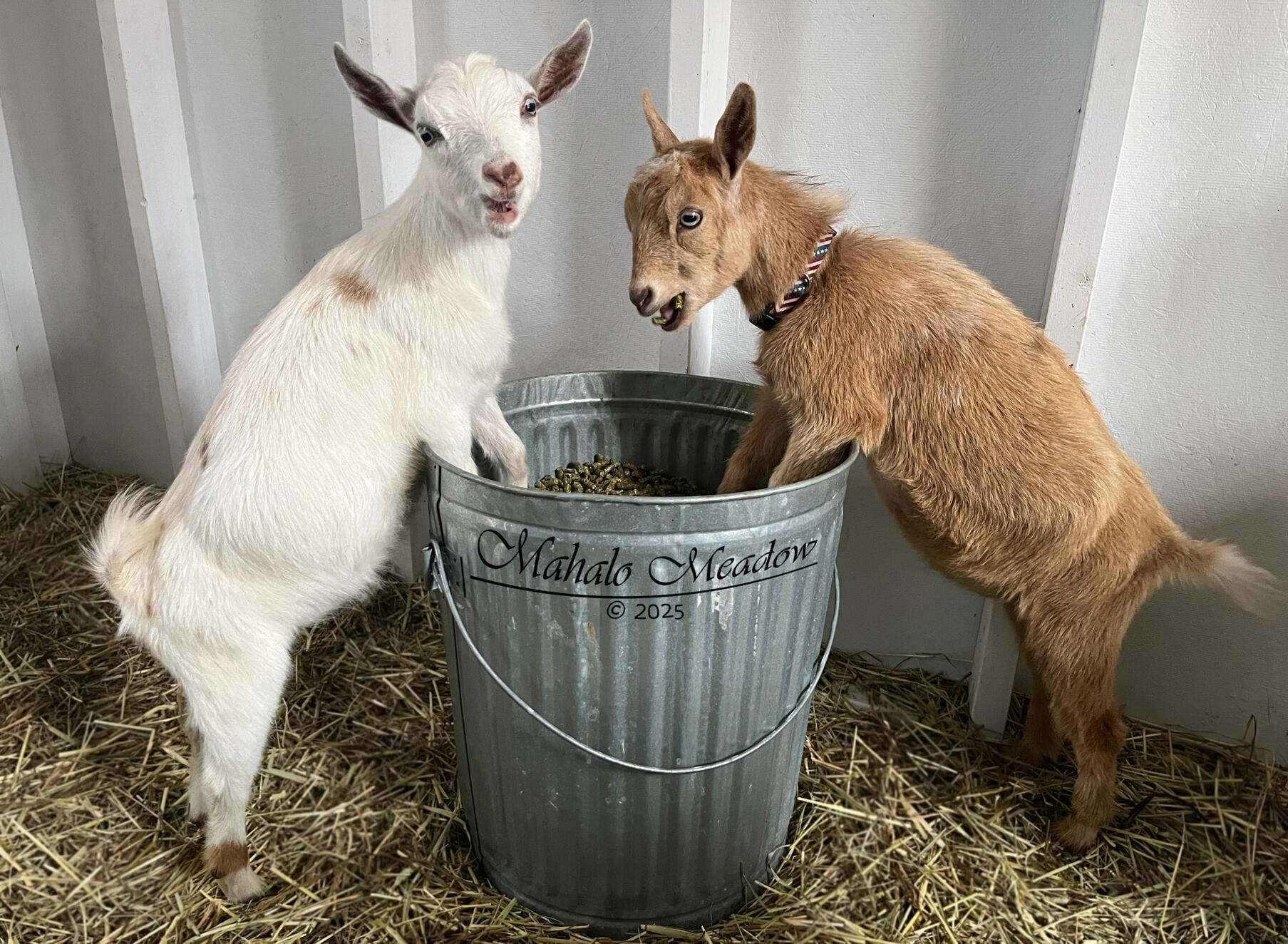 Nigerian Dwarf Doe, Cressie, Forest Dwarf