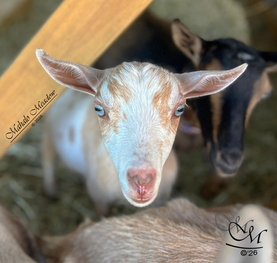 SABINE WREN, Nigerian Dwarf Doe, Dairy Goat.