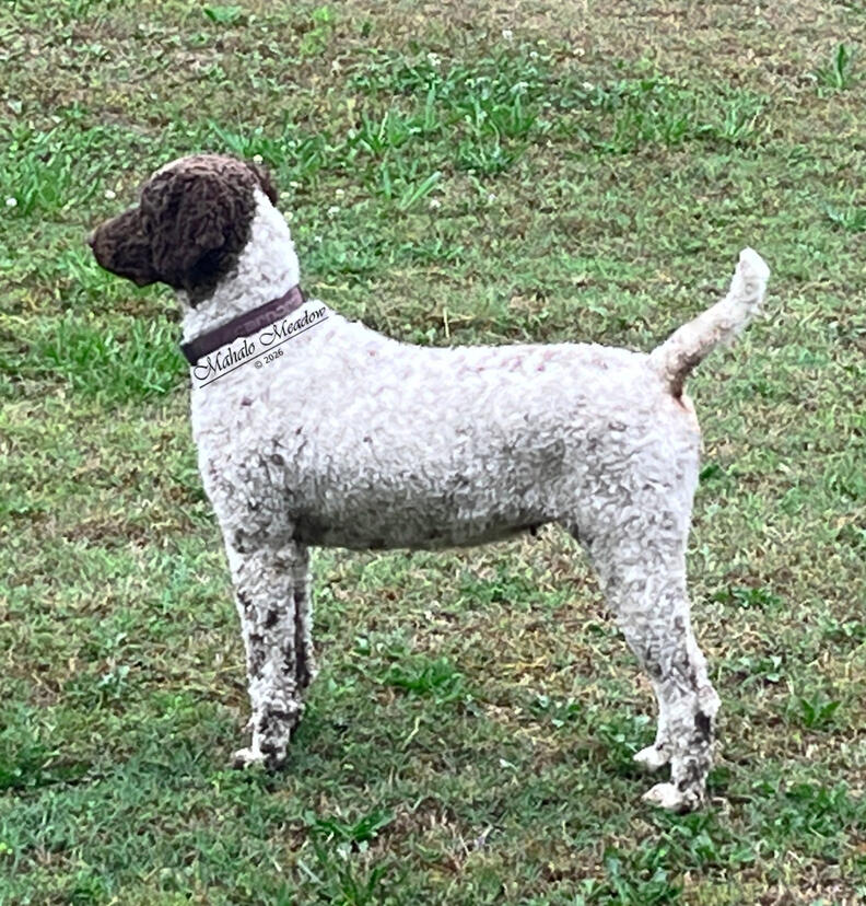 Nigerian Dwarf Doe, Cressie, Forest Dwarf