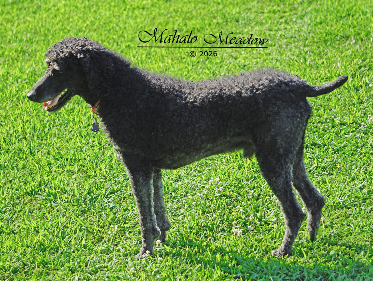Nigerian Dwarf Doe, Cressie, Forest Dwarf