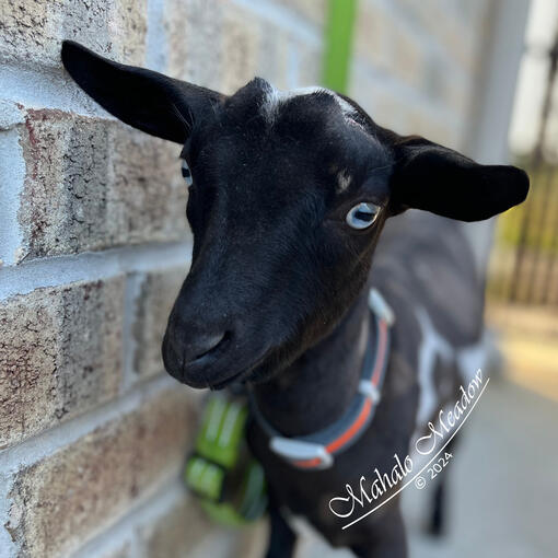 Nigerian Dwarf Doe, Cressie, Forest Dwarf
